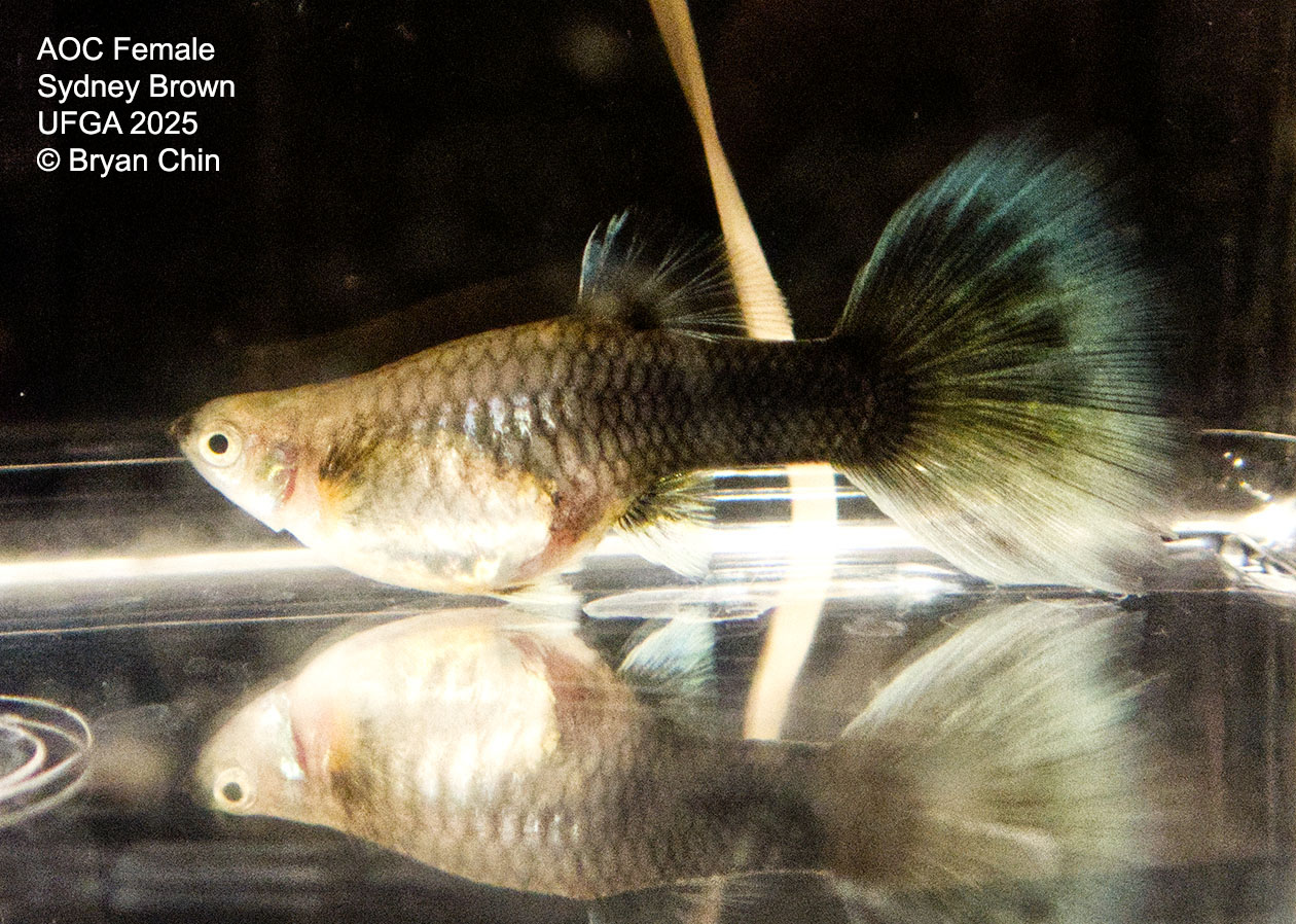 Guppy Female  HB Green